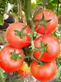 Tomato Seed