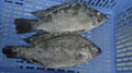 Frozen tilapia, gutted and scaled