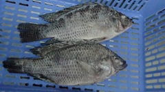 Frozen tilapia, gutted and scaled