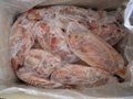Frozen red tilapia, whole round