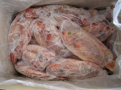 Frozen red tilapia, whole round 