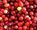 Cranberry Extract 