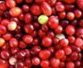 Cranberry Extract