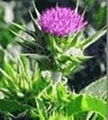 Milk Thistle Extract 70%, 80% Silymarin