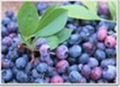 Bilberry Extract