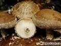 Shitake Mushroom Extract 1