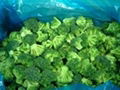 frozen broccoli 1