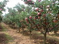 fuji apple 1