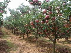 fuji apple