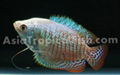 Gourami