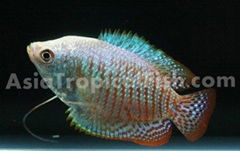  Gourami