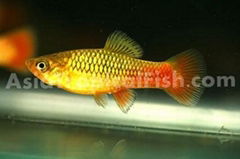  Platy