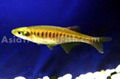 Rasbora 1