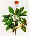 Ginseng P.E. 1