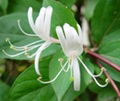 Honeysuckle P.E.	 1