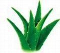 Aloe extract 1