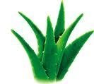 Aloe extract