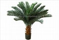 Cycas