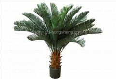 Cycas