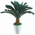 Cycas Tree 1