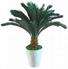 Cycas Tree