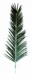 Palm Leaf