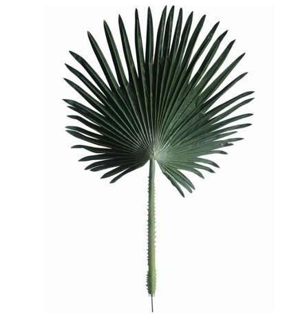 Palm Frond