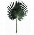 Palm Frond 1