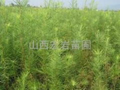 供应侧柏苗，白皮松苗，油松苗，华山松苗