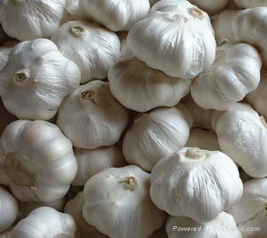 normal white garlic 