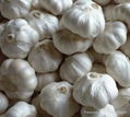 normal white garlic