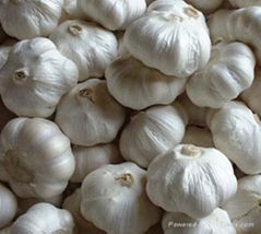 normal white garlic 