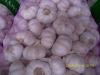 Pizhou garlic  1