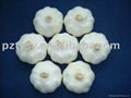 Pizhou garlic  2