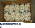 normal white garlic 4