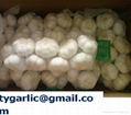 normal white garlic 5