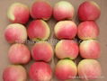 fresh Gala apple 1