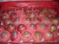 fresh red star apple