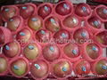 fresh red star apple 2