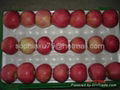 fresh red star apple 4