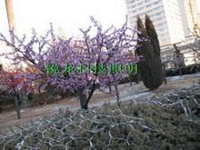 4m,5m,6m LED Landscape Tree Light 2