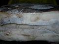 SEAFOOD GIANT SQUID FILLET SKIN-ON(SKYPE yatou21170) 2