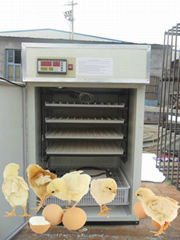 best poultry incubator YZITE-6