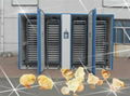 high quality poultry incubator YZITE-30 1