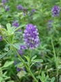 供應紫花苜蓿種子