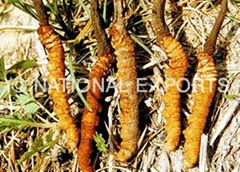 Cordyceps Sinensis