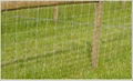 Woven Wire Fence