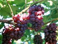 Grape seed Extract 1