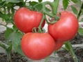 Lycopene 5%-10%