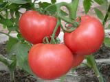 Lycopene 5%-10%